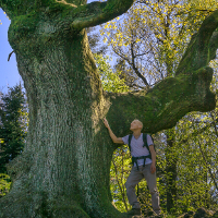 <Heilkräfte des Waldes – Waldbaden in Naturparken