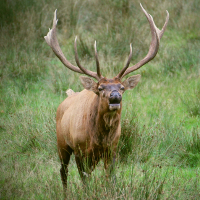 Neue Wildnis in der Kellerwald-Region gesichert