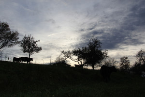 Die Schönheit unsere Kulturlandschaften
