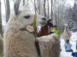 Lamawanderung im Schnee