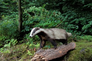 Den Wildtieren auf der Spur