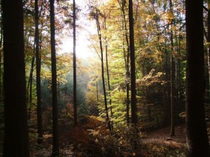 Geführte Wanderung mit Naturparkführerin Sabine Rücker