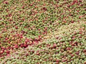 Geführte Wanderung mit Naturparkführerin Eva Rombach