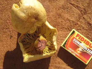 Geführte Wanderung mit Naturparkführer Albrecht P. Block