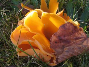 Geführte Wanderung mit Naturparkführer Albrecht P. Block