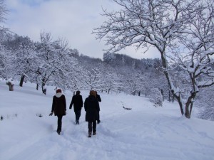 Advent im Winterwald