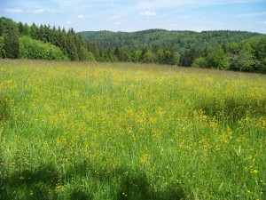 Begrüßung des Wonnemonats