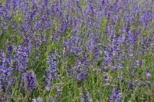Auf der Wiese wächst nicht nur Gras