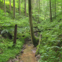 150705 NP aktiv Ruecker 200 Naturpark aktiv   Wildromantisches Bernbachtal