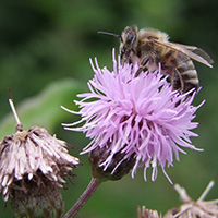 Bienen und ihre Wunderwelt
