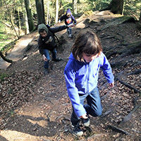 Unsere häufigsten Waldbäume