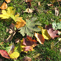 Bunt sind schon die Wälder