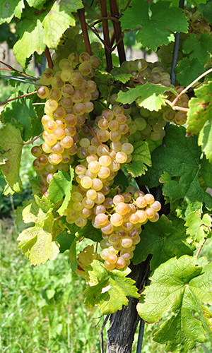 Alte Geschichten und neue Weine