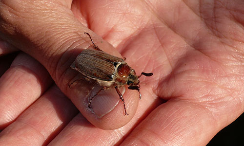 Der Mai ist gekommen