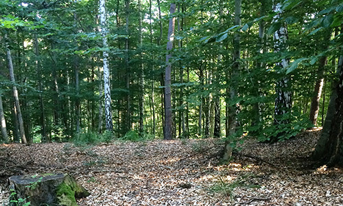 Waldspaziergang