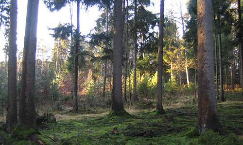 November-Blues im Lumpenlochwald