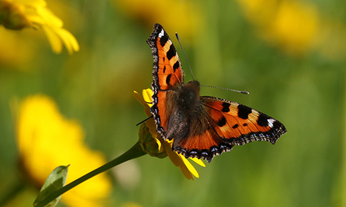 Blühender Naturpark - erfreut Mensch und Tier!