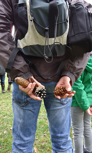 Bäume, mehr als Holz und Laub