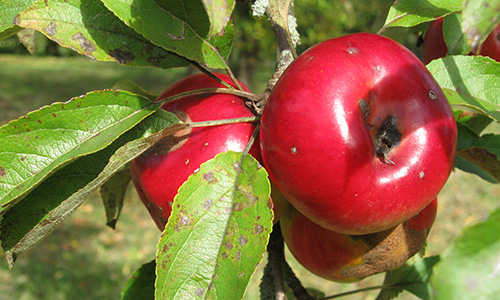 Herbst in den Streuobstwiesen