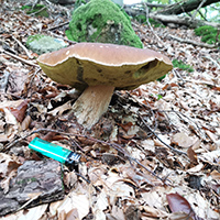 Pilzberatungen im Naturparkzentrum