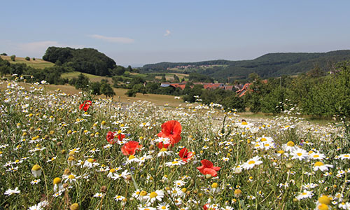 Blühender Naturpark