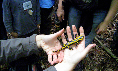Wo die Regenmännchen wohnen
