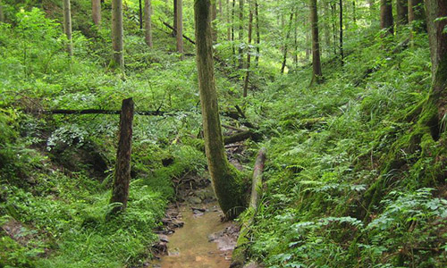 200705 NPaktiv Ruecker Naturpark aktiv   Wildromantisches Bernbachtal
