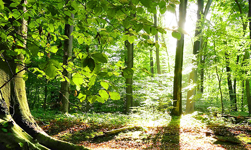 Morgenstund hat Gold im Mund