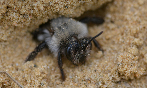2018_11_05_SoÜberwinternWildbienen2
