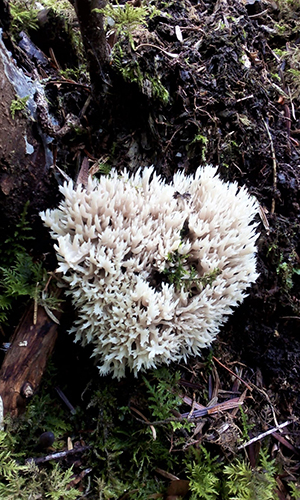 Pilzfunde im Naturpark