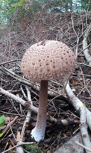 2019-10-12 17.33.43 (2)