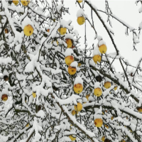 Apfelbaum im Winter © Bernhard Drixler