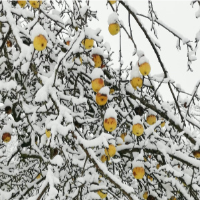 Streuobst – Apfel ist nicht gleich Apfel