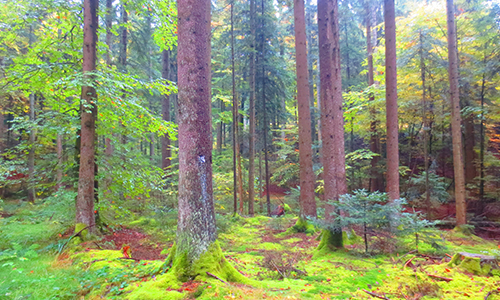 Naturpark aktiv 2021 - Waldbaden - Wellness in der Natur