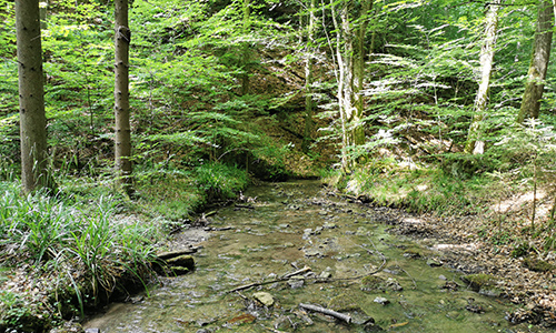 Naturpark aktiv 2021 - Wildromantisches Bernbachtal