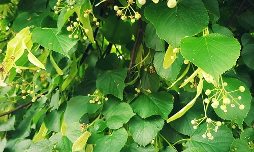 © Naturpark SFW Archiv