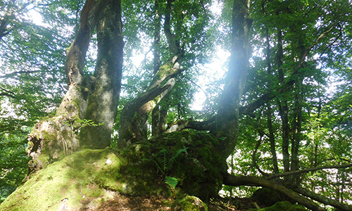 © Naturpark SFW Archiv