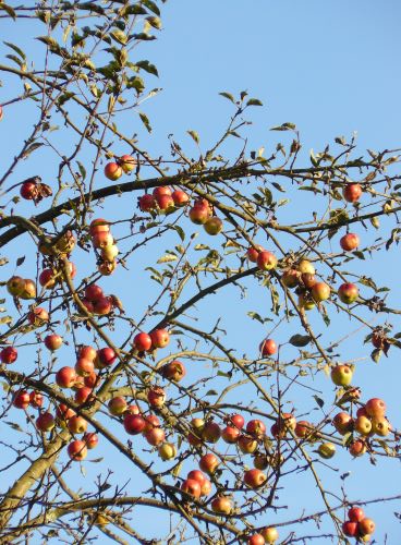 221002 Rombach 500x300 Naturpark aktiv 2022   Entdecken und genießen   Äpfel und mehr