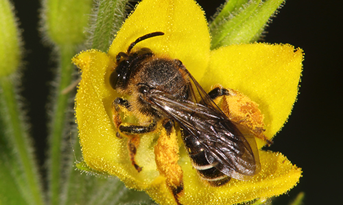 Auen-Schenkelbiene bei der Aufnahme von Öl und Pollen an einer Gilbweiderich-Blüte. Dabei kann man die drüsigen Öltröpfchen überall an der Blüte gut erkennen