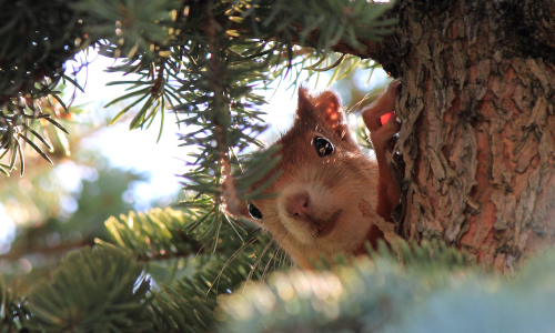 © Naturpark SFW Archiv