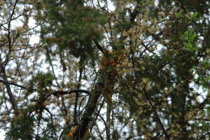 Das Unbekannte im Bekannten entdecken: Birnengitterrost