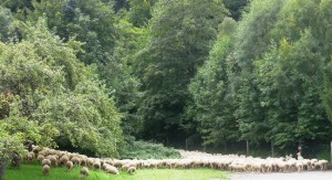 Grüne Oase Naturpark