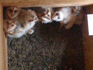 Die sieben jungen Eulen kuscheln sich gerne eng zusammen