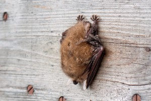 Fledermaus "Braunes Langohr", Fotograf: Herbert Volland