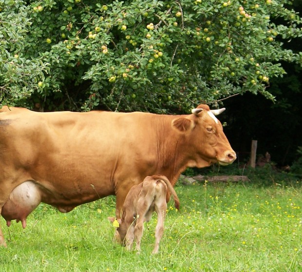 Limpurger Rind