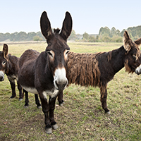 Esel-Trekkingtour um Mainhardt