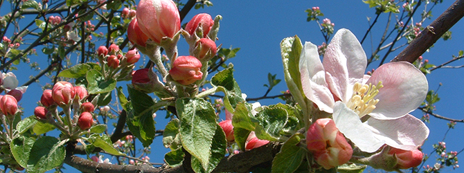 Header April