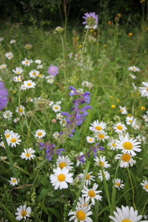 © Naturpark SFW Archiv