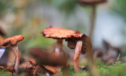 © Naturpark SFW Archiv