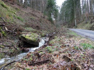 Bäume im Naturpark Bäume im Naturpark